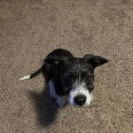 Un Borgi au pelage bicolore, assis sur un tapis et regardant vers la caméra 