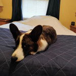 Un Borgi au pelage tricolore, allongé sur un lit et regardant vers la caméra 