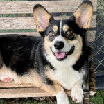 Un Borgi au pelage tricolore, allongé sur un banc en bois et ayant la gueule légèrement ouverte 