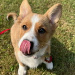 Un Borgi au pelage bicolore, assis sur une surface gazonnée, léchant son museau et regardant vers la caméra