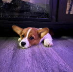 Un Borgi au pelage bicolore, allongé sur un plancher et semblant détendu 