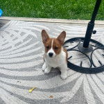 Un Borgi au pelage bicolore, assis sur une natte et regardant vers la caméra