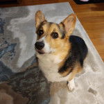 Un Borgi au pelage tricolore, assis sur un plancher et regardant vers la caméra 