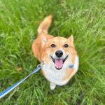 Un Borgi au pelage bicolore, assis sur une surface herbacée, ayant la gueule ouverte et qui est tenu en laisse