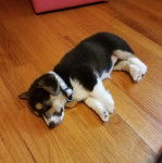 Un Borgi au pelage tricolore, allongé sur un plancher et portant un collier autour du cou