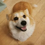 Un Borgi au pelage bicolore, assis sur un plancher et ayant la gueule ouverte 