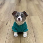 Un Borgi au pelage bicolore, assis sur un plancher et portant un habit pour chien 