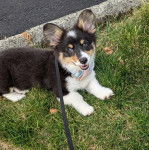 Un Borgi au pelage tricolore, allongé sur une surface herbacée, ayant la gueule légèrement ouverte et qui est tenu en laisse 