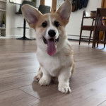 Un Borgi au pelage bicolore, assis sur un plancher et ayant la langue pendante 