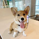 Un Borgi au pelage bicolore, assis sur une table, ayant la langue pendante et portant un collier autour du cou 