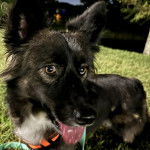 Un Borgi au pelage bicolore, debout sur ses quatre pattes sur une surface gazonnée et ayant la langue pendante 