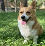 Un Borgi au pelage bicolore, assis sur une surface herbacée et tirant la langue 