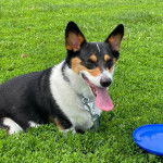 Un Borgi au pelage tricolore, assis sur une surface gazonnée, ayant la langue pendante et qui est tenu en laisse 