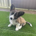 Un Borgi au pelage tricolore, assis sur du gazon synthétique et regardant vers la caméra 
