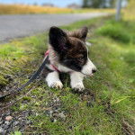 Un Borgi au pelage tricolore, allongé sur une surface herbacée et qui est tenu en laisse 