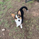 Un Borgi au pelage tricolore, debout sur ses quatre pattes sur une surface herbacée et regardant vers la caméra