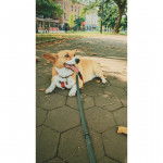 Un Borgi au pelage bicolore, allongé sur un sol pavés, tirant la langue et qui est tenu en laisse 