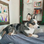 Un Borgi au pelage tricolore, allongé sur un lit et semblant détendu 