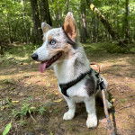 Un Borgi au pelage tricolore, tirant la langue et qui est tenu en laisse 