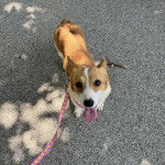 Un Borgi au pelage bicolore, debout sur une surface bitumée, tirant la langue et qui est tenu en laisse