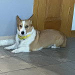 Un Borgi au pelage bicolore, allongé sur une surface carrelé et portant un collier autour du cou 