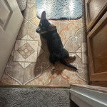 Un Borgi au pelage bicolore, allongé sur une surface carrelé et regardant vers la caméra