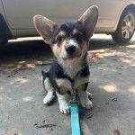 Un Borgi au pelage bicolore, assis sur une surface bétonnée et qui est tenu en laisse 