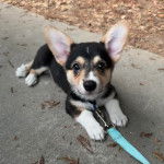 Un Borgi au pelage tricolore, allongé sur une surface bétonnée et qui est tenu en laisse 