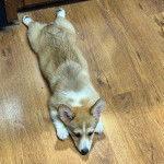 Un Borgi au pelage bicolore, allongé sur un plancher et semblant détendu 