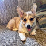 Un Borgi au pelage tricolore, allongé sur un canapé et regardant vers la caméra 