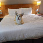 Un Borgi au pelage bicolore, allongé sur un lit et ayant la gueule légèrement ouverte 