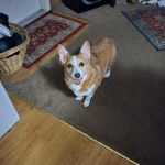 Un Borgi au pelage bicolore, debout sur ses quatre pattes sur un tapis, regardant vers la caméra et ayant la gueule légèrement ouverte 