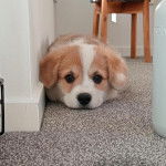 Un Borgi au pelage bicolore allongé sur une moquette et regardant vers la caméra 