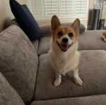 Un Borgi au pelage bicolore, assis sur un canapé et ayant la gueule légèrement ouverte 