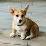 Un Borgi au pelage bicolore, assis sur une surface carrelé et portant un collier autour du cou 