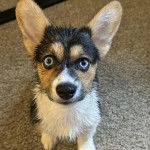 Un Borgi au pelage tricolore, assis sur une moquette et regardant vers la caméra 