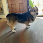 Un Borgi au pelage bicolore, debout sur ses quatre pattes sur un tapis et regardant vers la caméra 