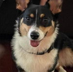 Un Borgi au pelage tricolore, tirant la langue et portant un collier autour du cou 