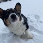 Un Borgi au pelage tricolore, assis dans la neige et semblant détendu 