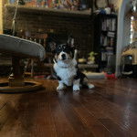 Un Borgi au pelage tricolore, assis sur un plancher et semblant détendu 