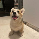 Un Borgi au pelage bicolore, assis sur une surface carrelé et ayant la gueule ouverte 