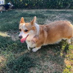 Un Borgi au pelage bicolore, debout sur ses quatre parres sur une surface herbacée, tirant la langue et regardant vers la caméra 