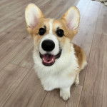 Un Borgi au pelage bicolore, assis sur un plancher et ayant la gueule ouverte 