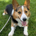 Un Borgi au pelage tricolore, allongé sur une surface herbacée, tirant la langue et qui est tenu en laisse 