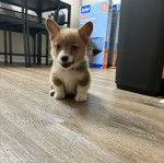 Un Borgi au pelage bicolore, assis sur un plancher et regardant vers la caméra 