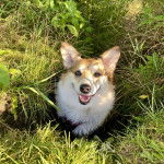 Un Borgi au pelage bicolore, assis sur une surface herbacée et ayant la gueule ouverte