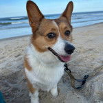 Un Borgi au pelage bicolore, assis sur une surface sableuse et qui est tenu en laisse 