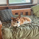 Un Borgi au pelage bicolore, allongé sur un lit et portant un collier autour du cou 