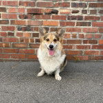 Un Borgi au pelage bicolore, assis sur une surface bétonnée et ayant la langue pendante 