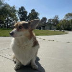 Un Borgi au pelage bicolore, assis sur une surface bétonnée et semblant détendu 